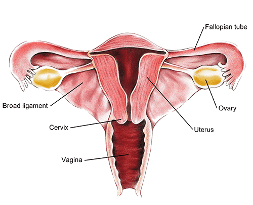 Vaginal Diagram 02
