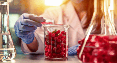 A female scientist analyses cranberry for use in chronic UTI prevention.