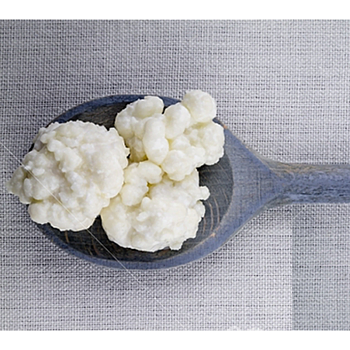 Milk kefir grains