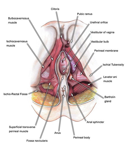 Female Anatomy Diagrams: Inside and Outside the Vagina