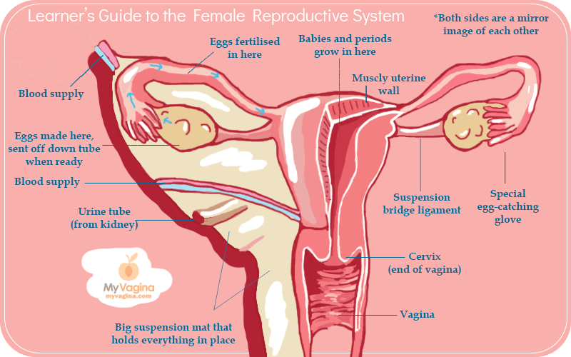 Reproductive Tract Diagram