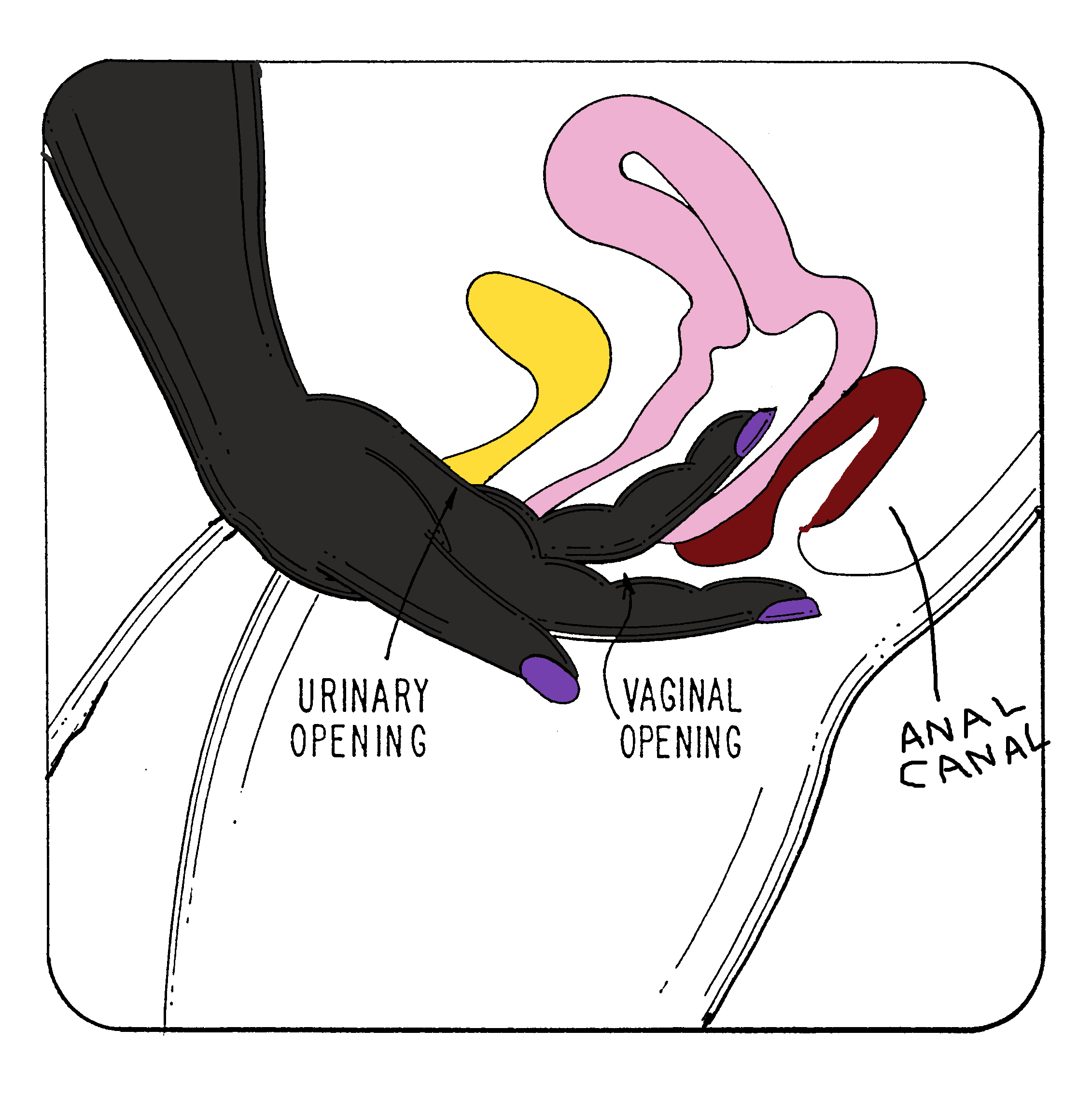 SKetch - vaginal fingering
