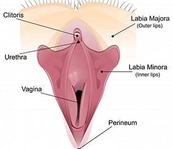 Sketch - vagina 09