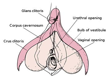 Sketch - vaginal opening