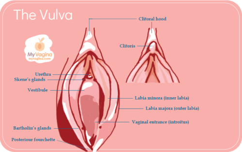 The Vulva