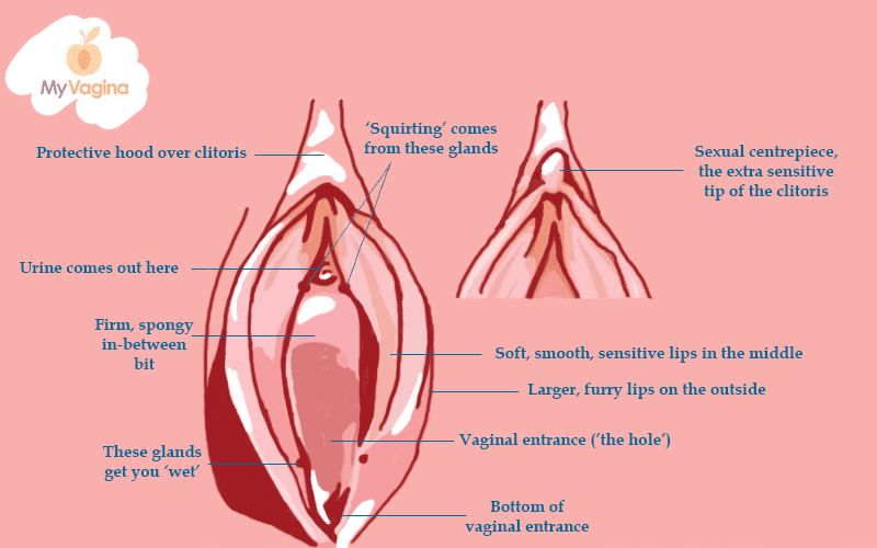 Vulva Diagram