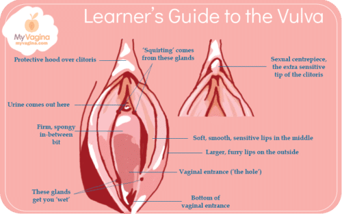 Vulva Diagram