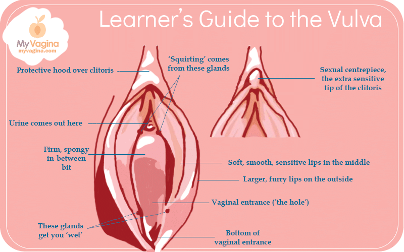 Vulva Diagram