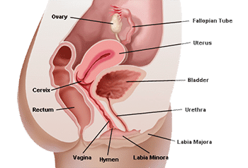 Anatomy Hymen