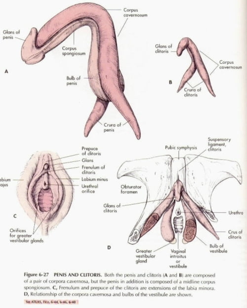 Clitoris and penis comparison