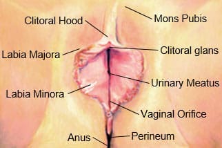 Labiaplasty 02