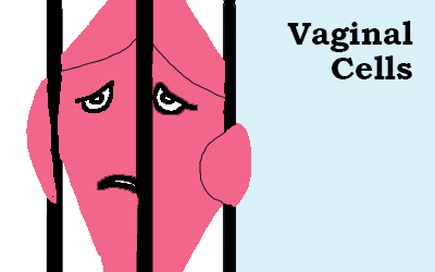 Vaginal Cells