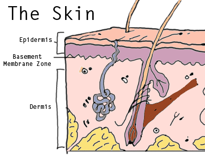 Skin Layers Lichen Planus