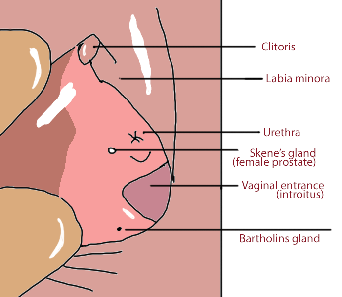 Skene's Gland Diagram