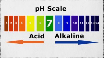 ph Scale for vaginas