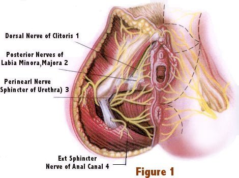 Clitoral Nerves