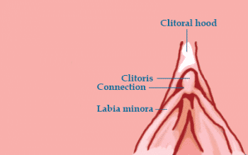 Clitorial Hood Vaginal Vulvar Connection Cuts My Vagina