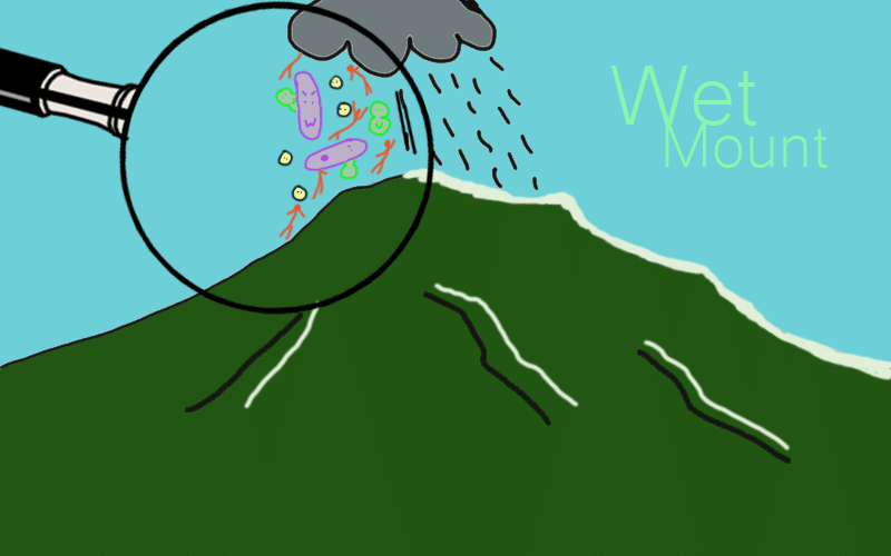Wet Mount