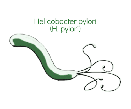 H pylori Helicobacter pylori bacteria