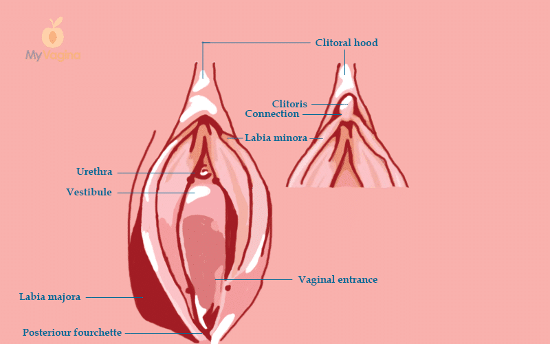 clitoris-hood-fissures-celeb-philipines-nude
