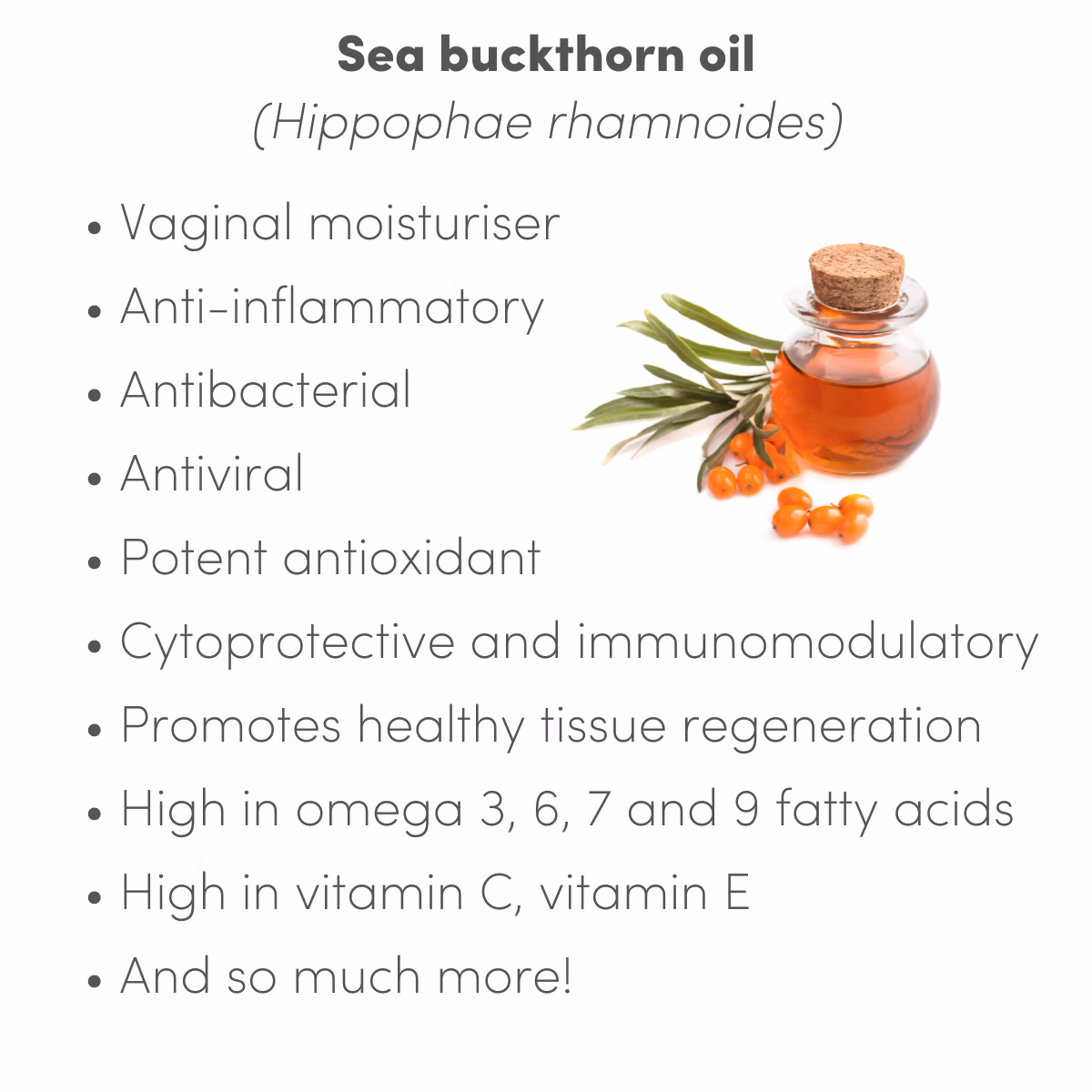 Factsheet on sea buckthorn oil medicinal qualities My Vagina