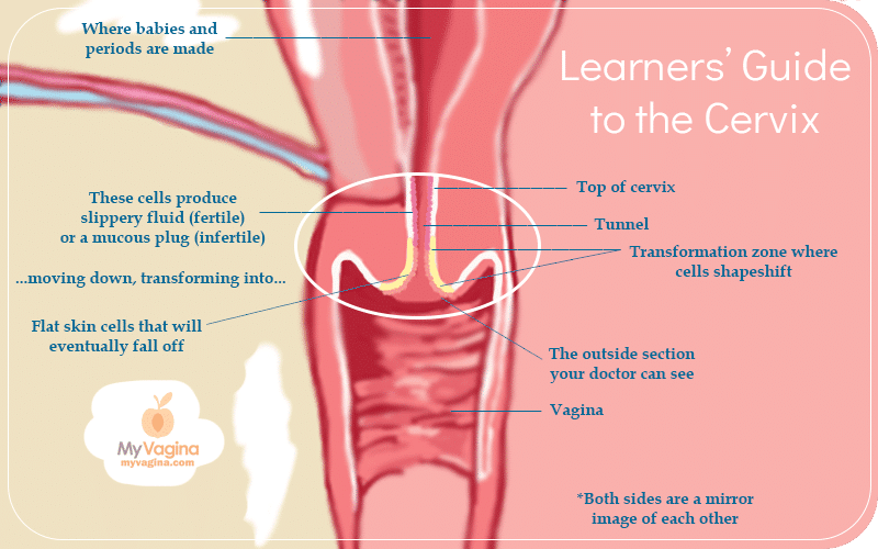 internal cervical os model canal