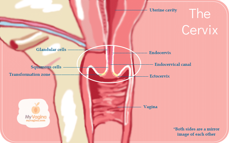 Reproductive Tract Cervix