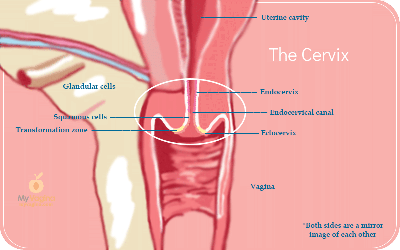 Reproductive Tract Cervix