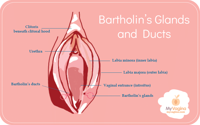 Bartholin's Ducts and Glands