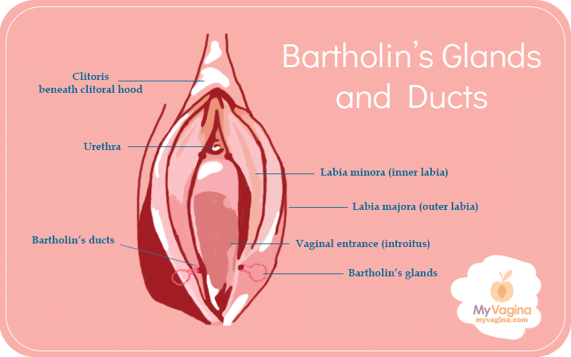 Bartholin's Ducts and Glands