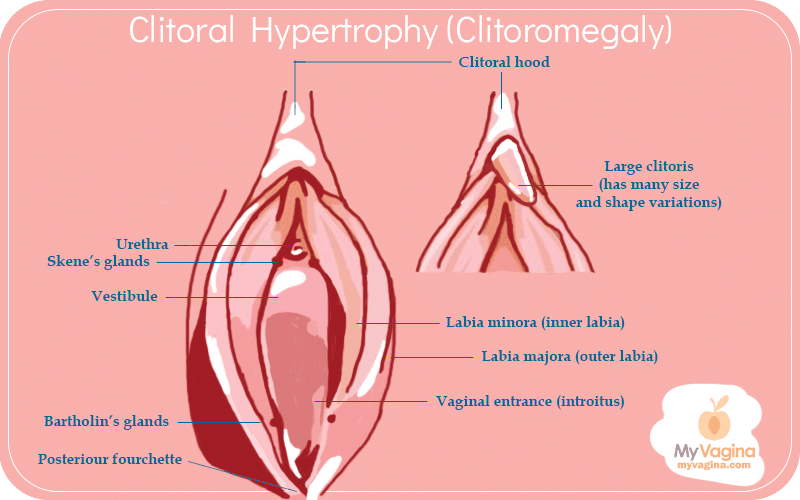 Clitoris, Definition, Location, & Facts