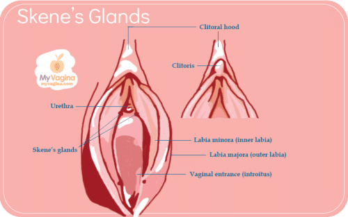 The Vulva Skene's Glands FULL VERSION