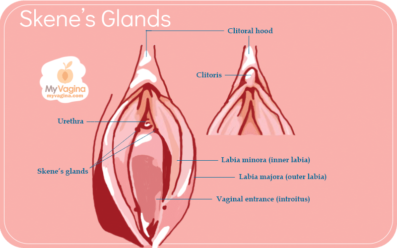 The Vulva Skene's Glands FULL VERSION