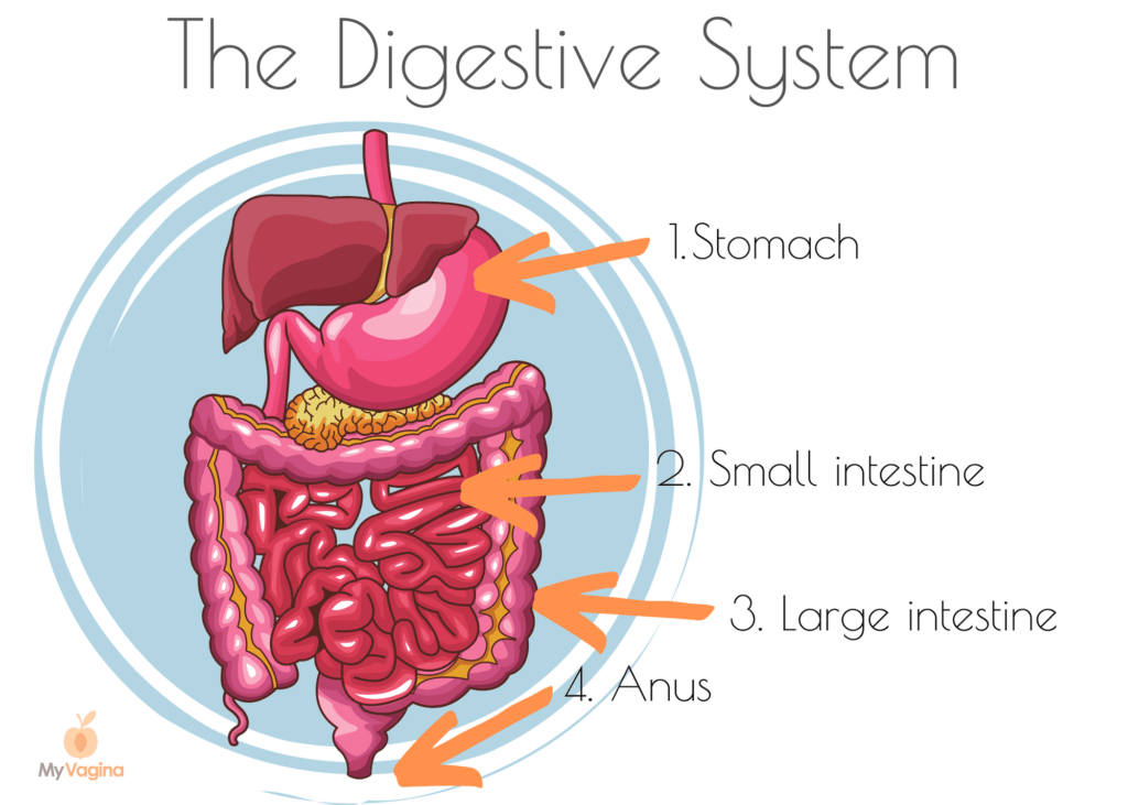 Digestivo especialista en sibo